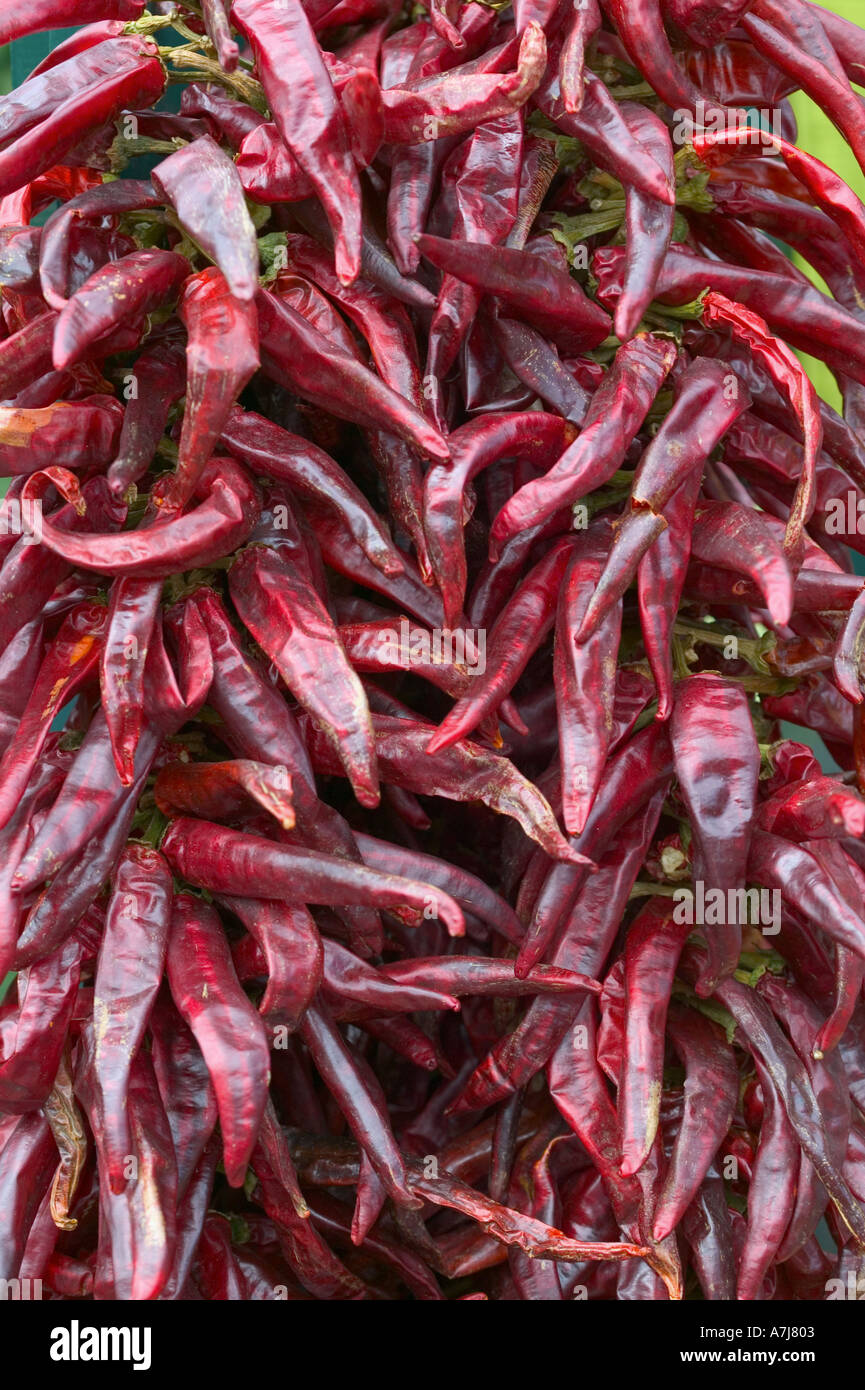Dried chilli peppers at West Dean Chilli Fiesta West Dean near