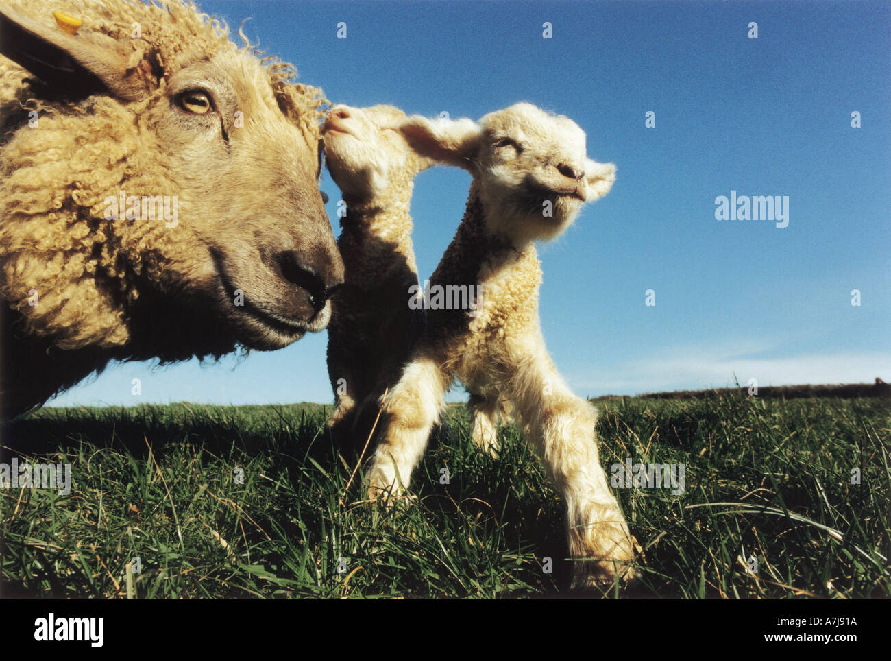 New Born Twin Cornish Lambs with Mother Ewe Stock Photo
