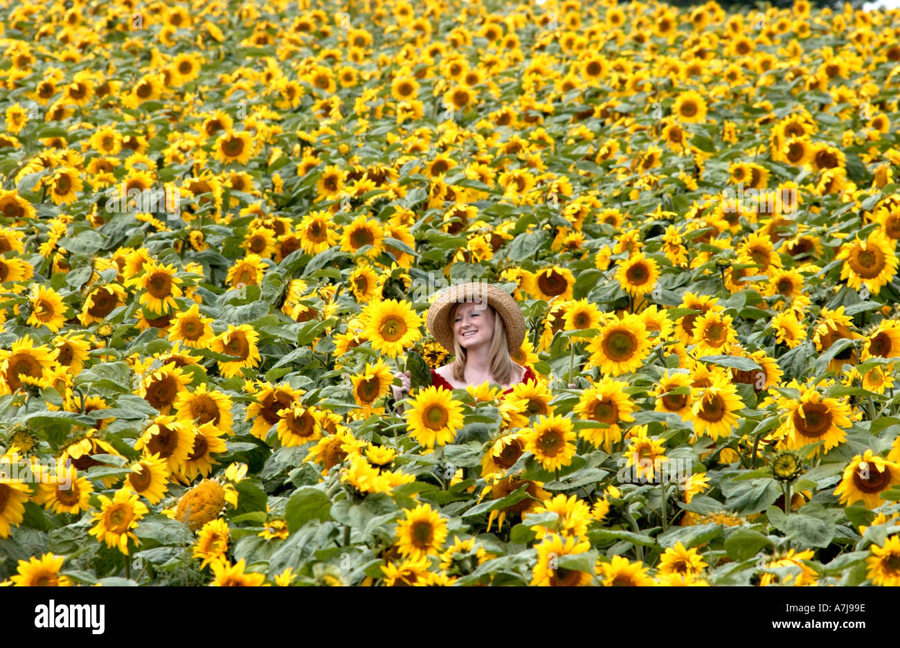 Smiling girl in field of sunflowers grown with recycled sewage from a ...