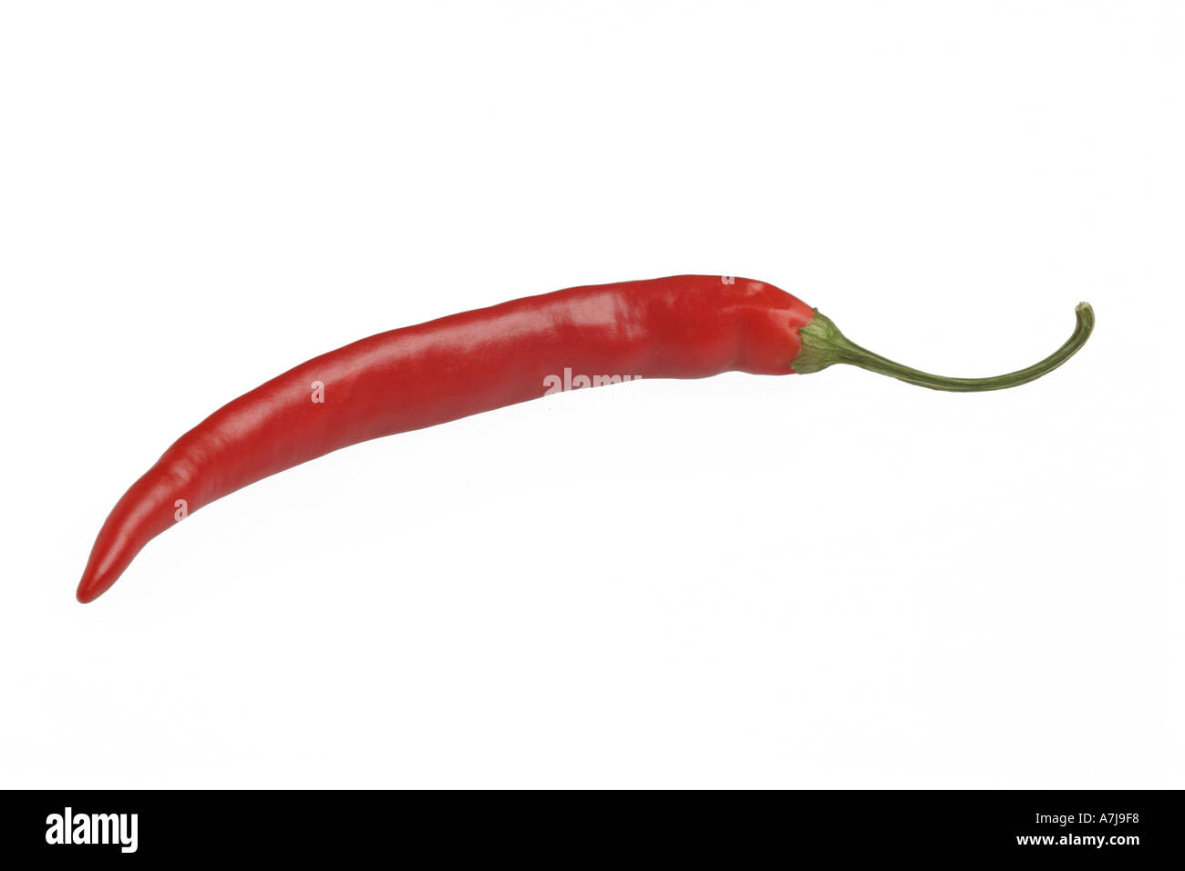 one red chilli pepper on a white background Stock Photo - Alamy