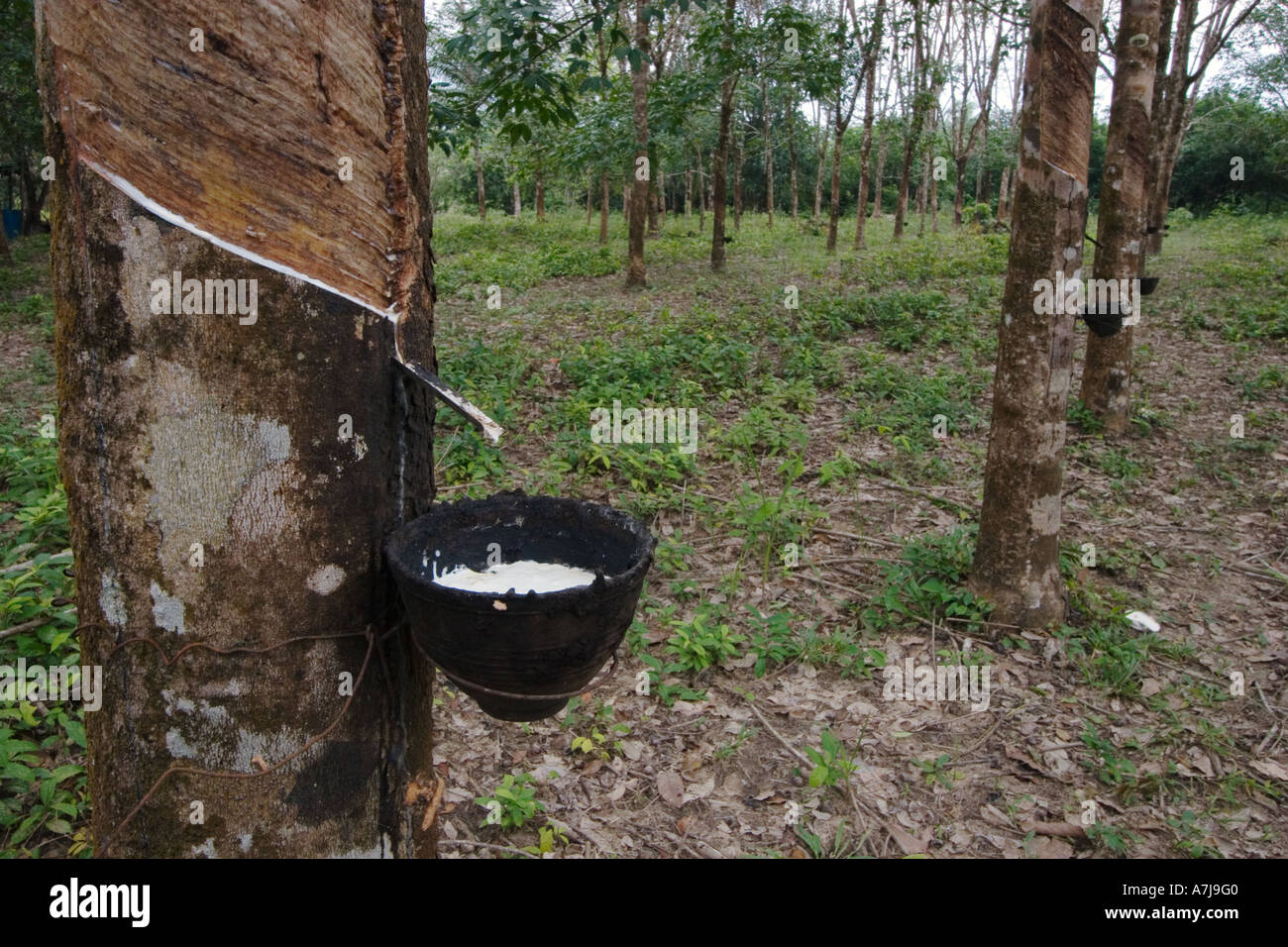 Rubber sap is harvested in the village of Tung Nang Dam located near the North Andaman Sea THAILAND Stock Photo