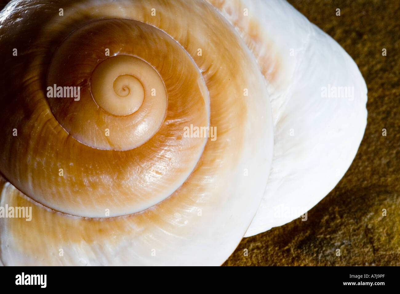 Sea shell on sandstone Stock Photo - Alamy