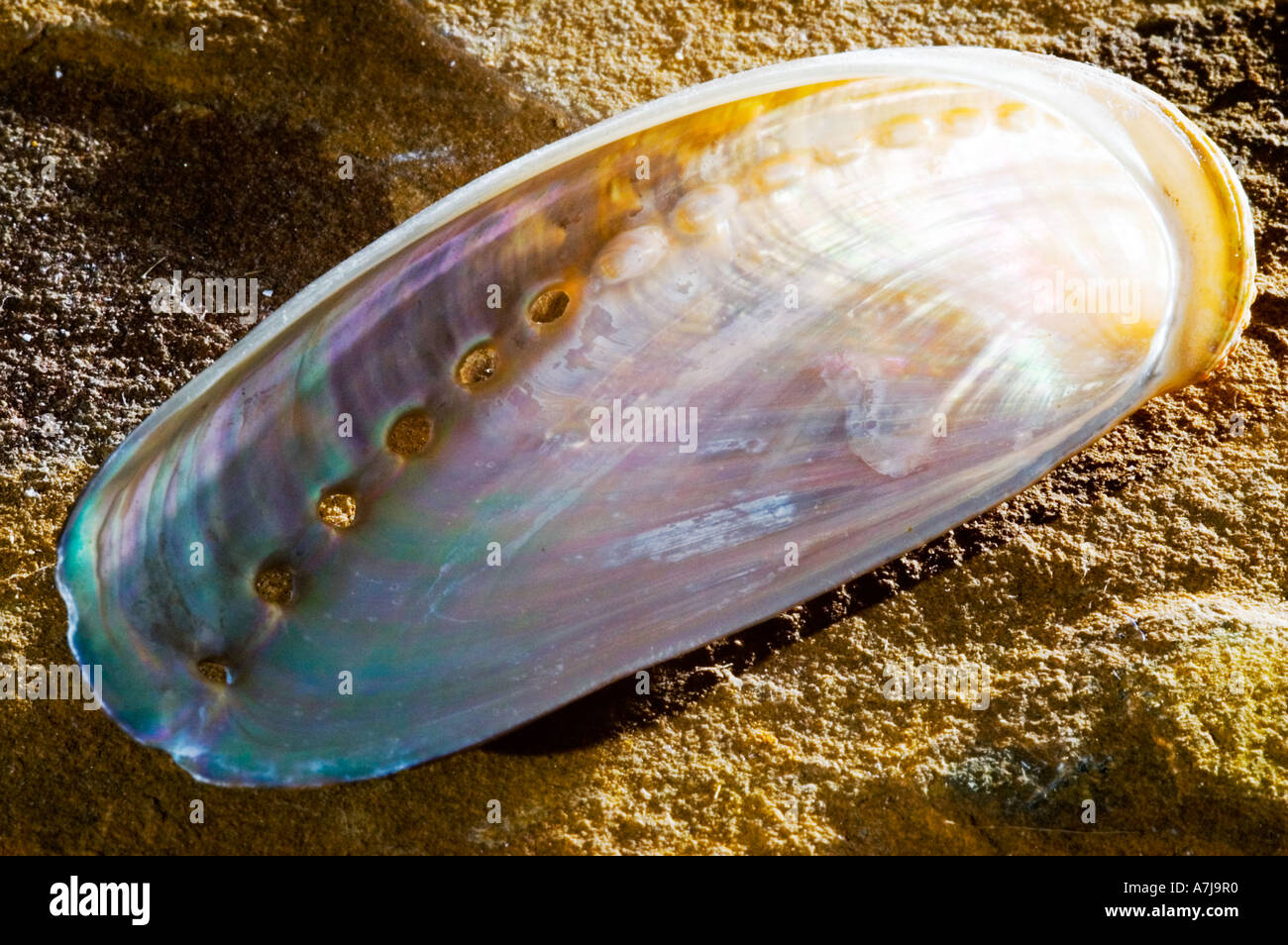 Sea shell on sandstone Stock Photo - Alamy