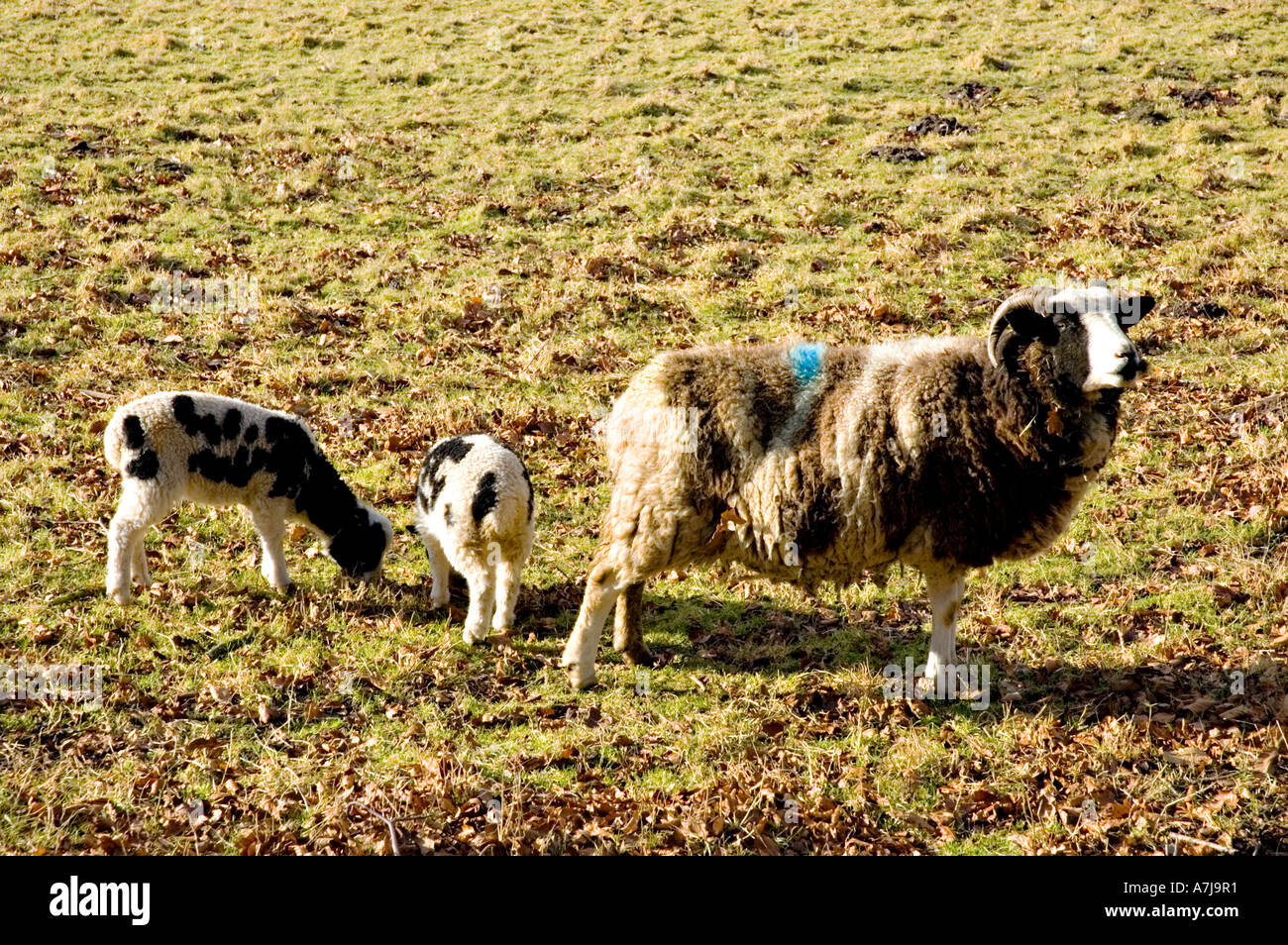 Jacob or Jacob's sheep on a farm in rural England Stock Photo