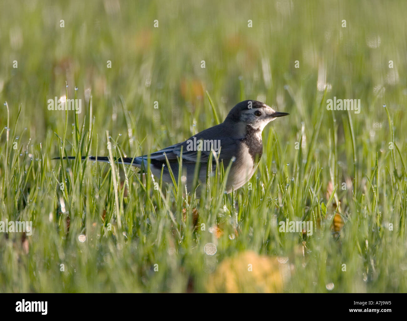 Pied wagtail Motacilla alba hunting a dew soaked field Stock Photo