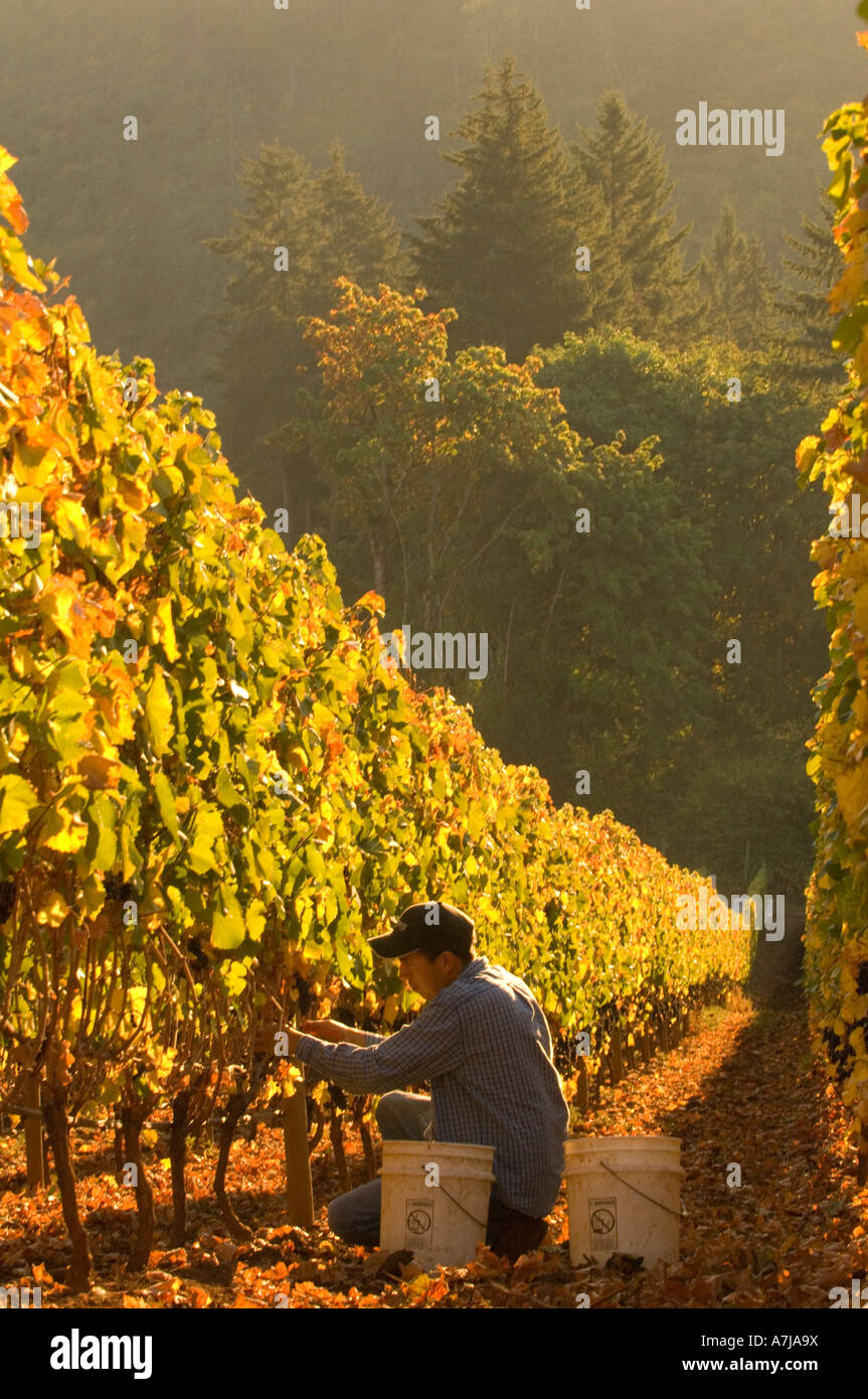 Harvesting pinot noir grapes at Ayoub vineyard Dundee Hills AVA Willamette Valley Oregon Stock Photo