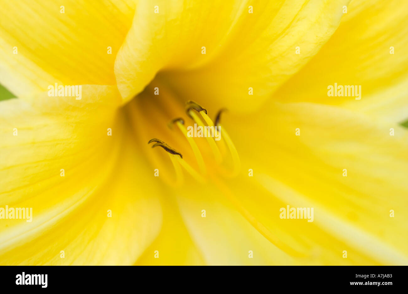 Yellow Lily Closeup Stock Photo
