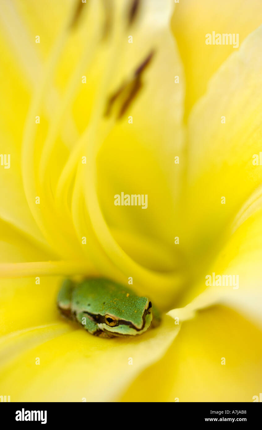 Yellow Lily with small tree frog Stock Photo