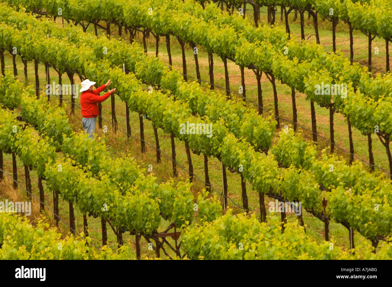 Thining vines at Mt Howell vineyard Napa California Stock Photo
