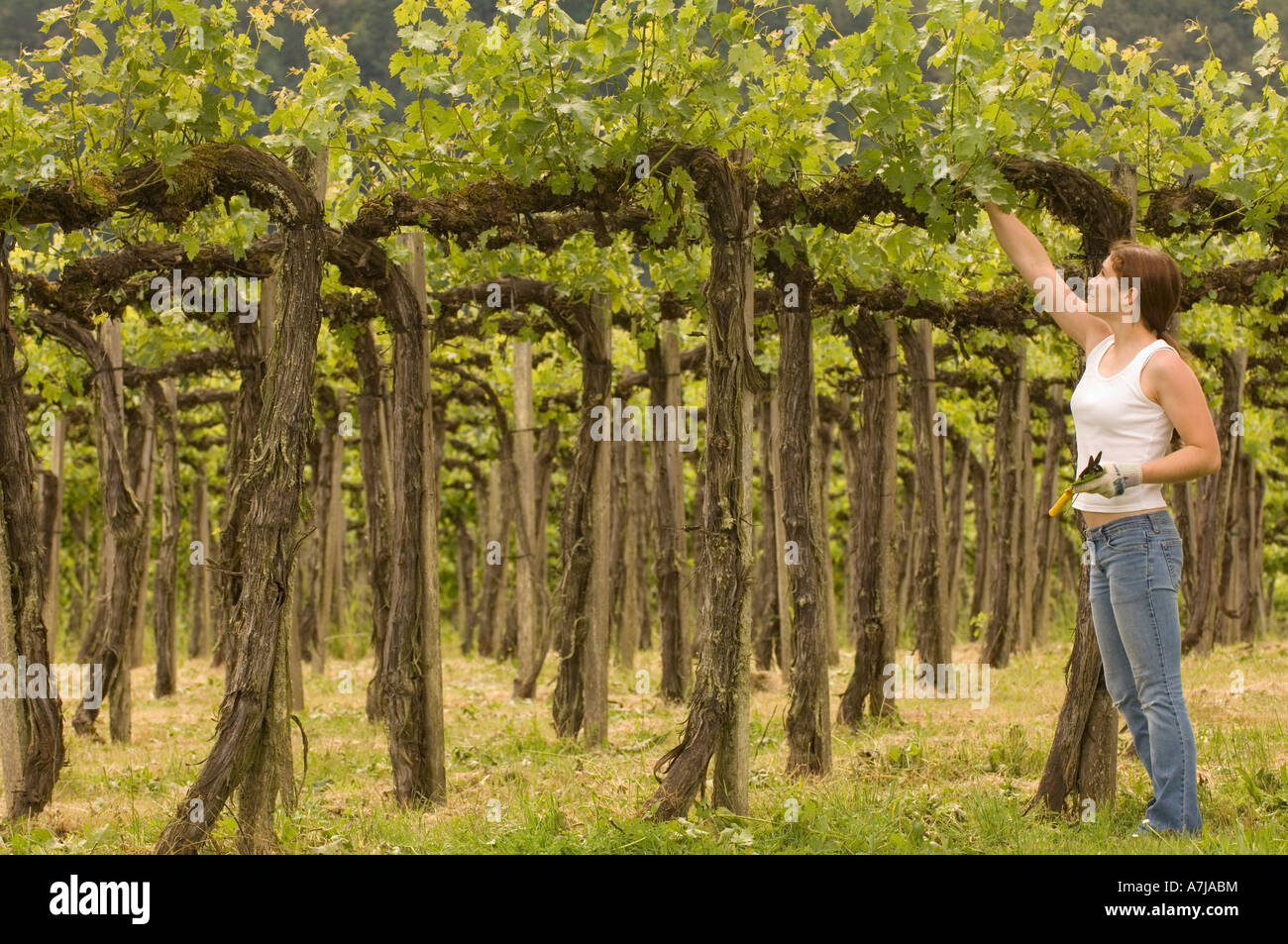 Woman manages canopy of grape vines at Champagne Cellars Vineyard, Applegate Valley, Southern Oregon Stock Photo