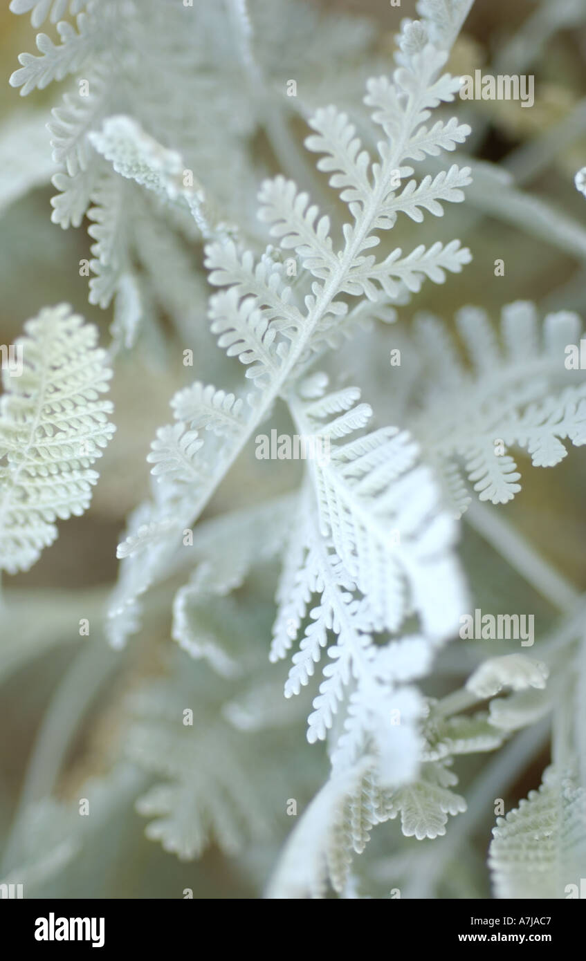 Dusty Miller Silver Lace Stock Photo