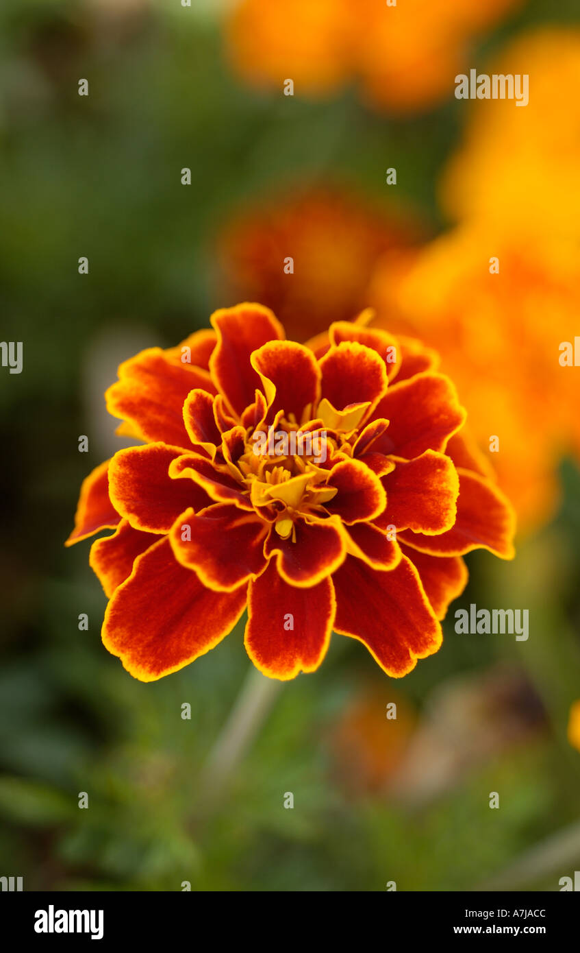 Marigold Stock Photo