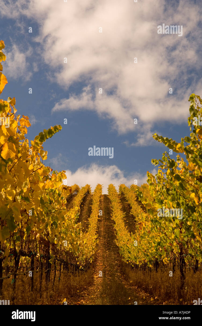 Goldeneye Vineyard Anderson Valley California Stock Photo Alamy