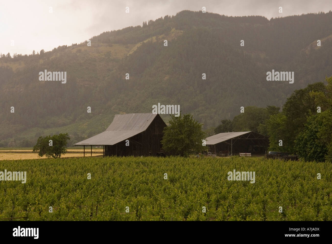 Henry Estate Winery, Umpqua Valley, Oregon Stock Photo