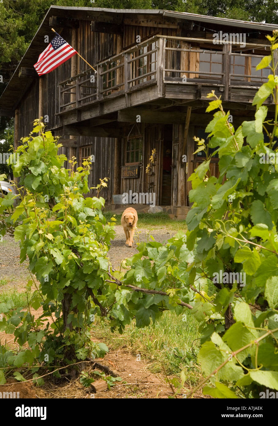 Pinot noir vines at HillCrest Vineyard Umpqua Valley Oregon Stock Photo