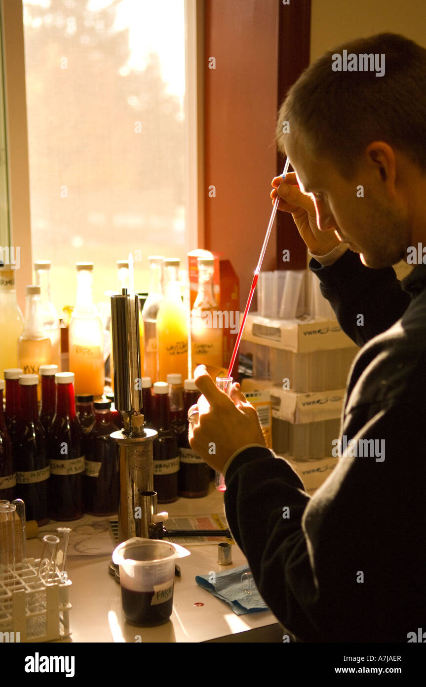 Analyzing sugar content of pinot noir barrel samples Joe Dobbes family Estate winery Dundee Oregon Stock Photo