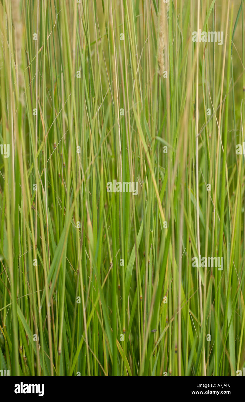 Tall stem hi-res stock photography and images - Alamy