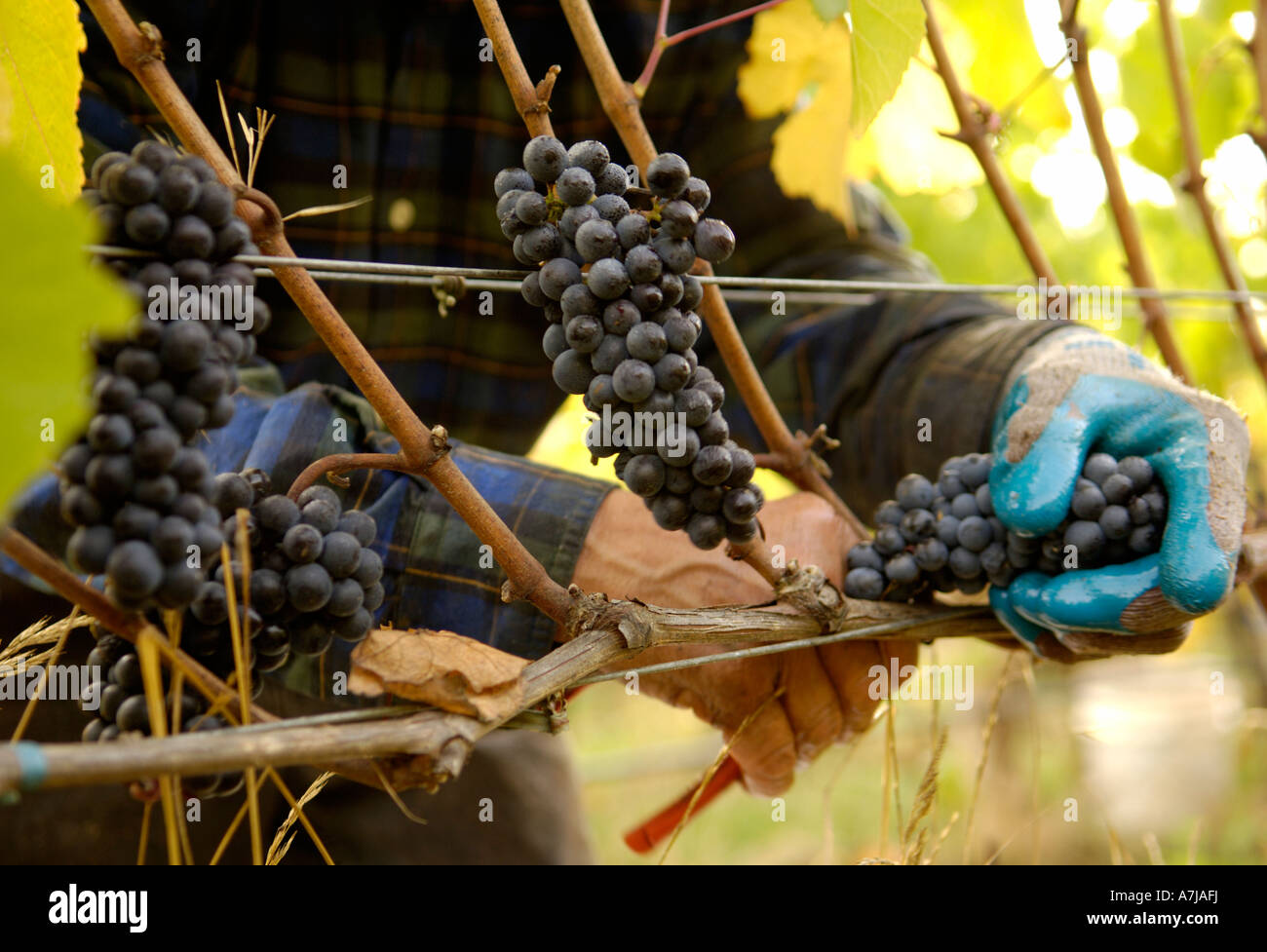 Hand picking detail of pinot noir cluster for Lemelson Winery Oregon Stock Photo