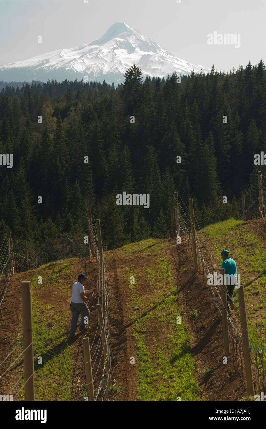 Pruning pinot noir vines at Phelps Creek Vineyard Columbia Gorge AVA Oregon Stock Photo
