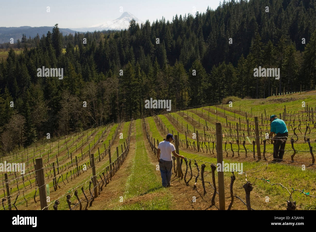 Pruning pinot noir vines at Phelps Creek Vineyard Columbia Gorge AVA Oregon Stock Photo