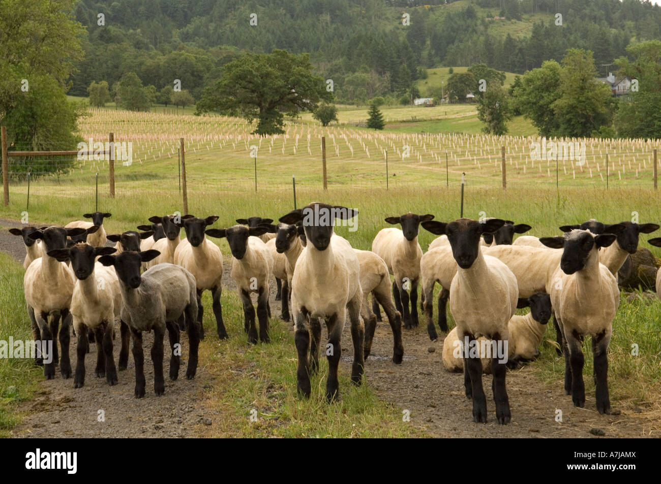 Sheep wandering in Umpqua Wine Country Oregon Stock Photo