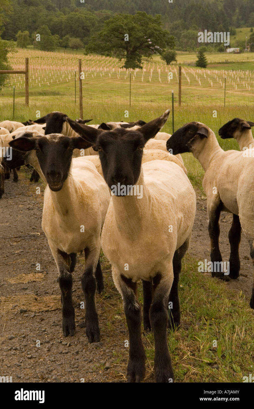 Sheep wandering in Umpqua Wine Country Oregon Stock Photo