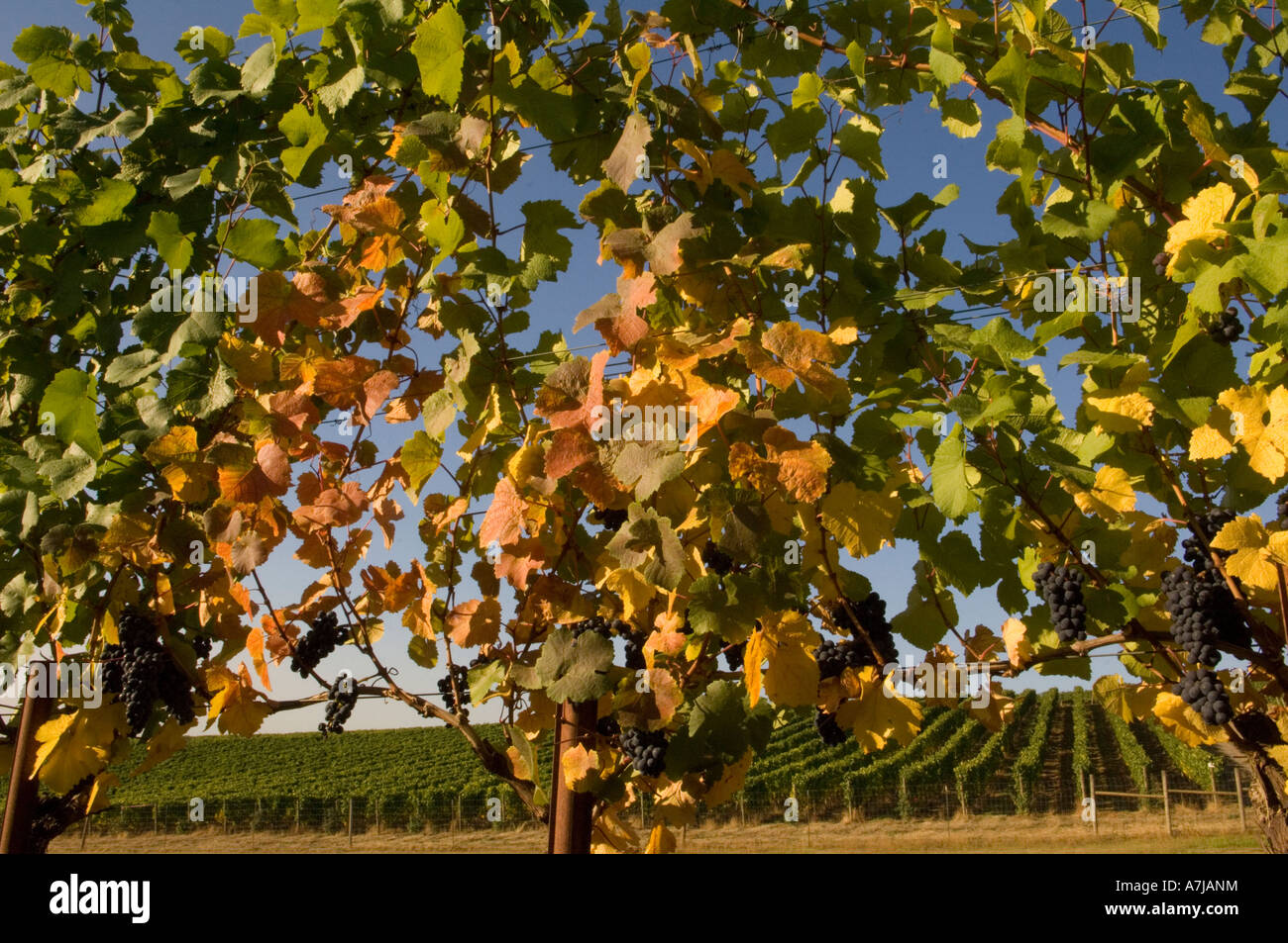 Pinot Noir vines ready for harvest Willakenzie Estate Oregon Stock Photo