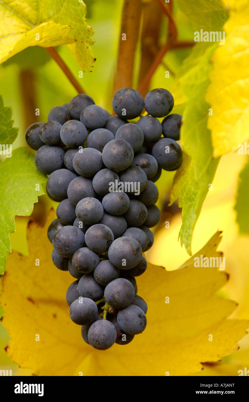 Pinot Noir cluster ready for harvest Willakenzie Estate Oregon Stock Photo