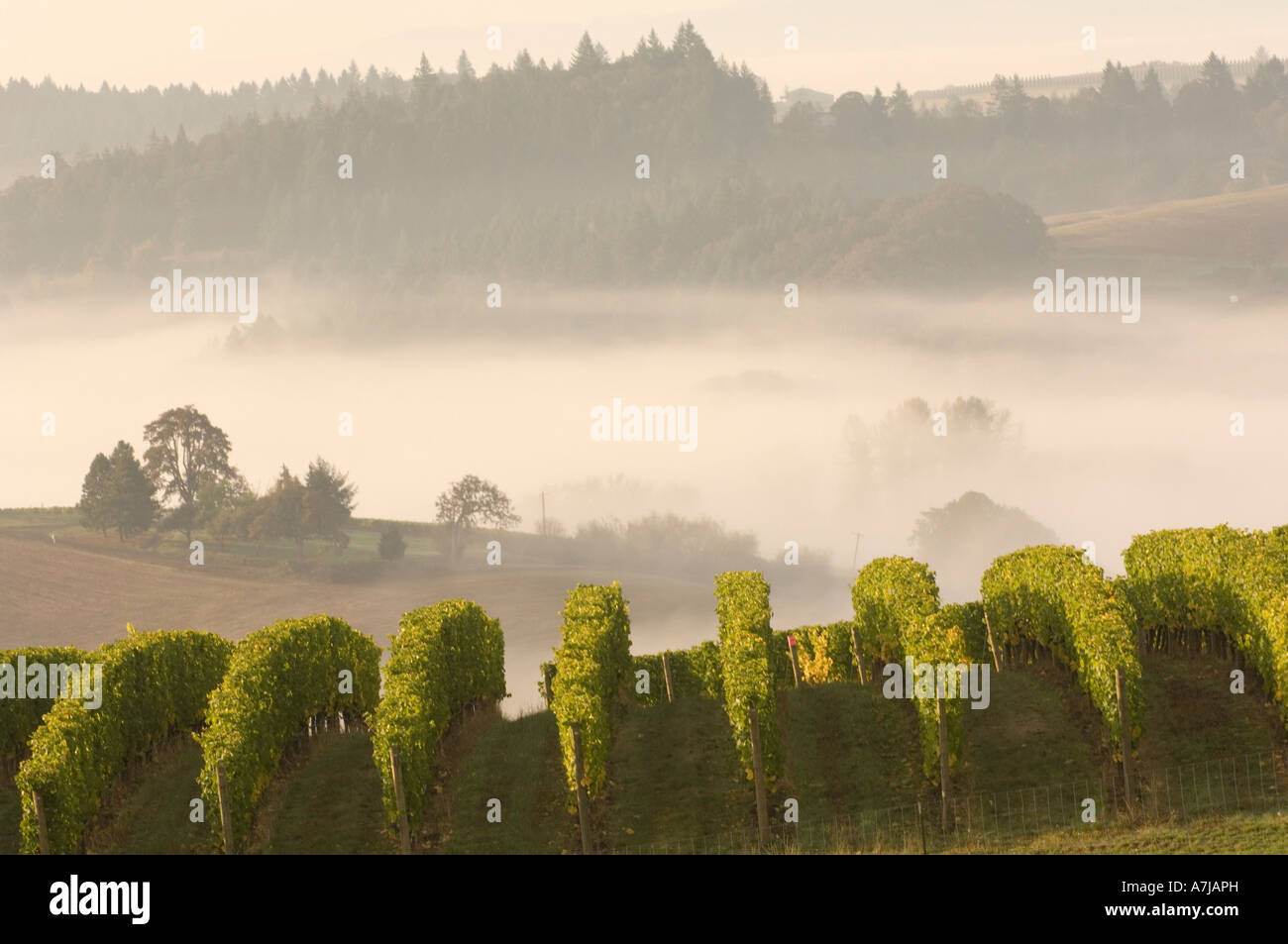 Fog folls over pinot noir vineyard at Willakenzie Estate Oregon Stock Photo