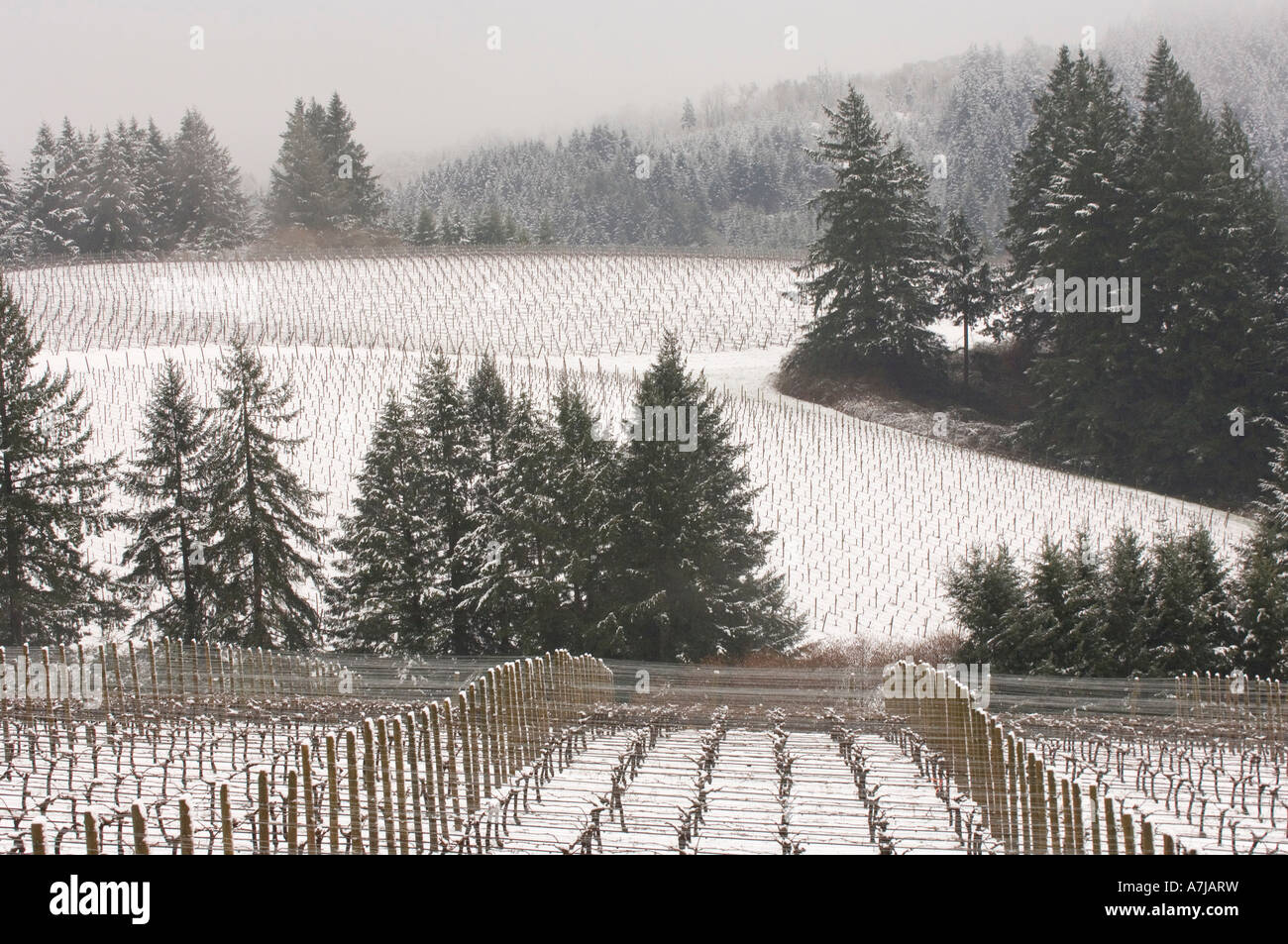 Snowfall over Willakenzie Estate vineyards, Yamhill- Carlton AVA, Willamette Valley, Oregon Stock Photo