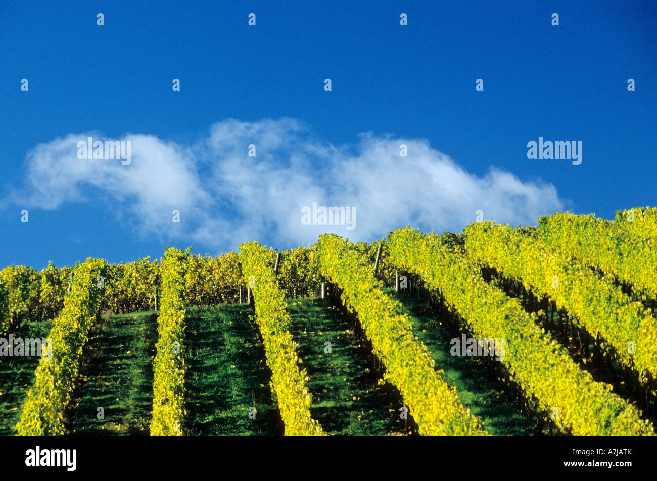 Pinot Gris vines at WillaKenzie Estate, Yamhill-Carlton AVA, Willamette Valley, Oregon Stock Photo