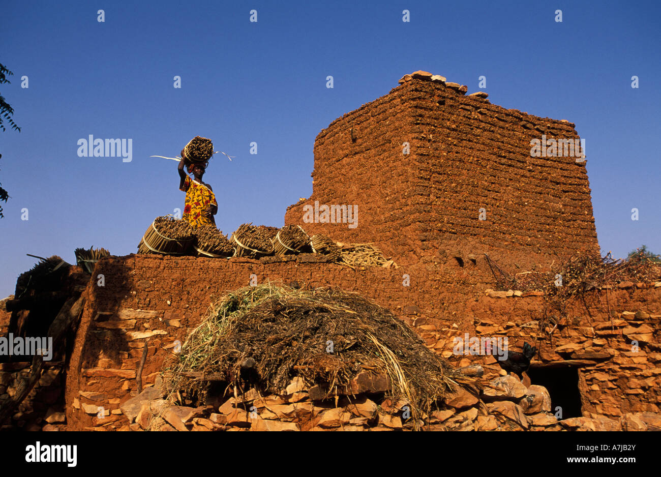 Woman storing millet on a typical flat topped roof, Songo, Dogon