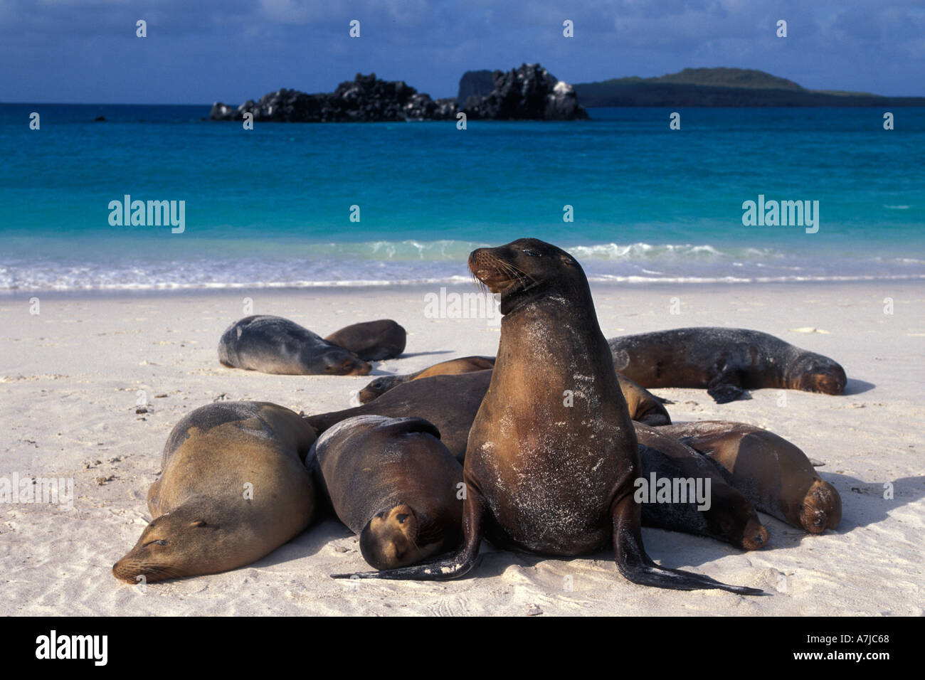 GALAPAGOS SEA LIONS (Zalophus californianus wollbaekii) Hood Island, Galapagos Stock Photo