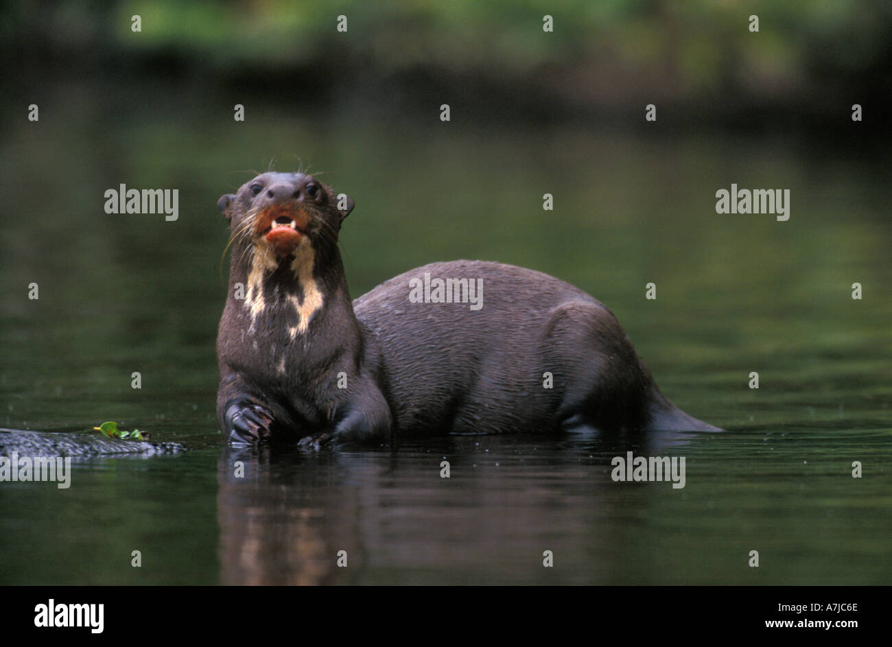 Giant River Otter Pteronura Brasiliensis Feeding On Fish Amazon Peru Stock Photo Alamy