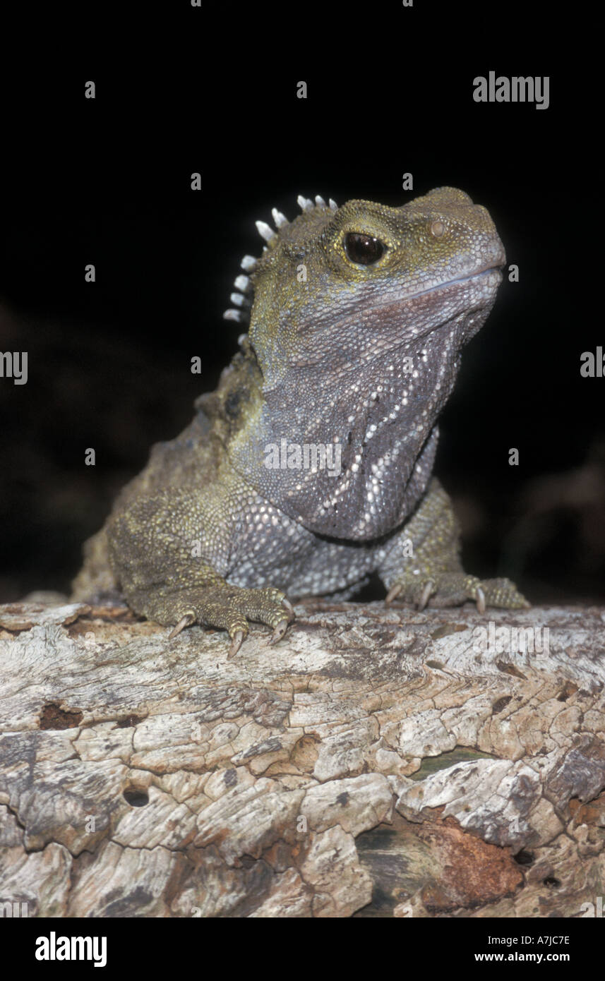 TUATARA (Sphenodon punctatus) Ancient endemic reptile, Stephens island