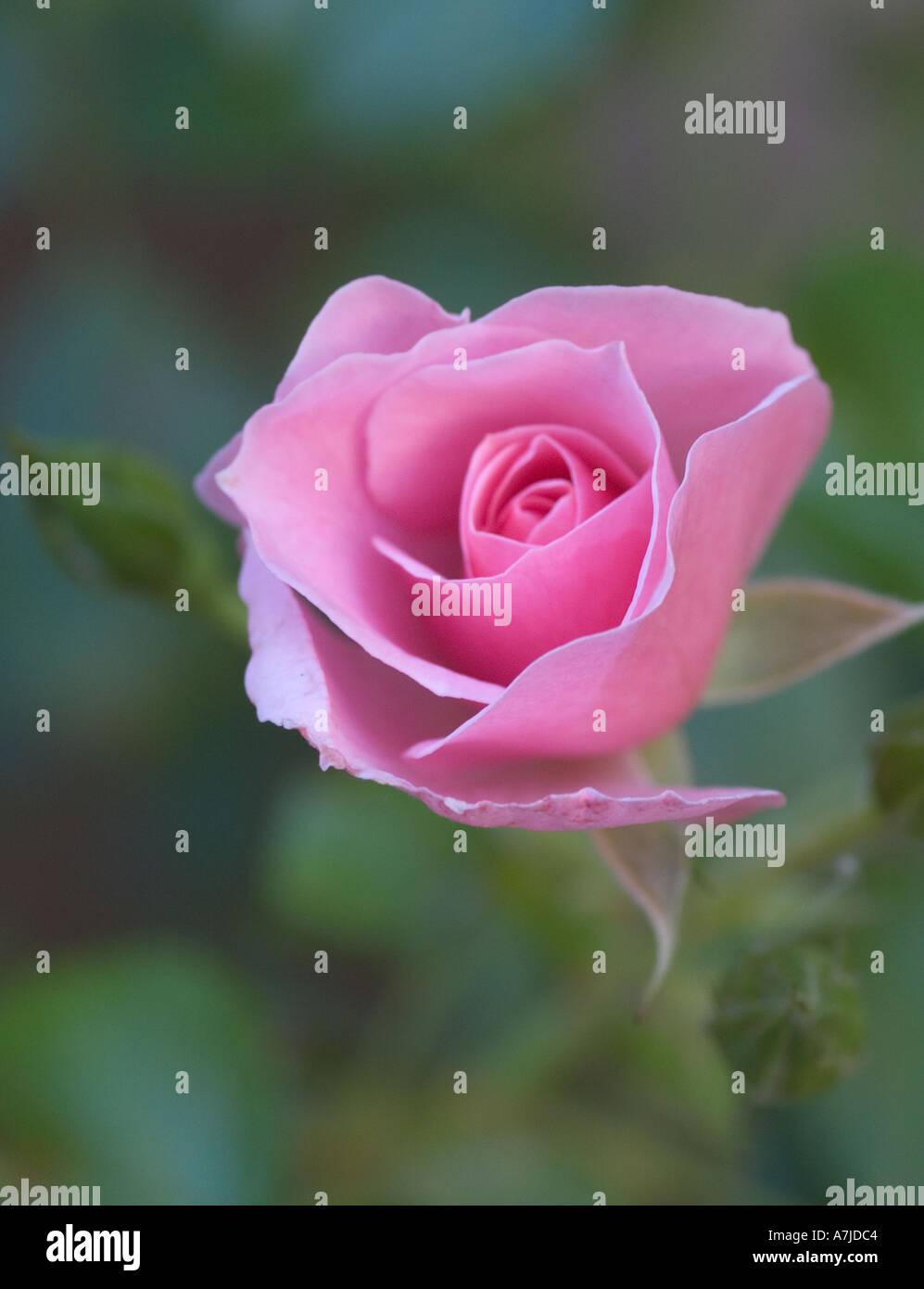 Beautiful pink rose in autumn hi-res stock photography and images - Alamy