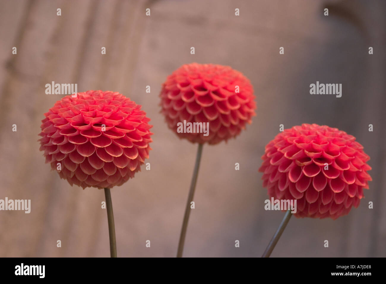 Dahlias flowers in flower show Guildhall City of London GB UK Stock Photo