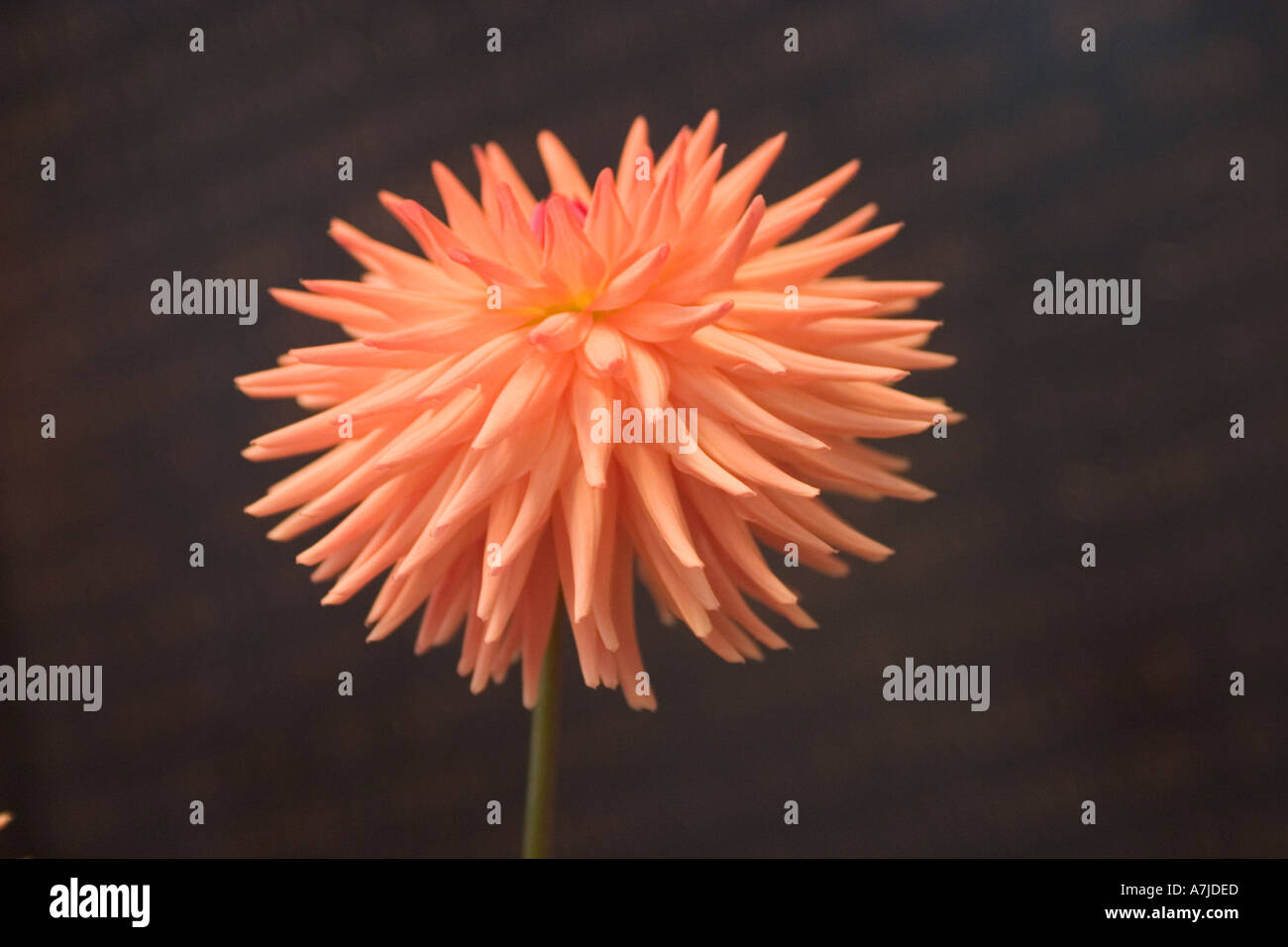 Seasonal Uk Dahlias High Resolution Stock Photography and Images - Alamy