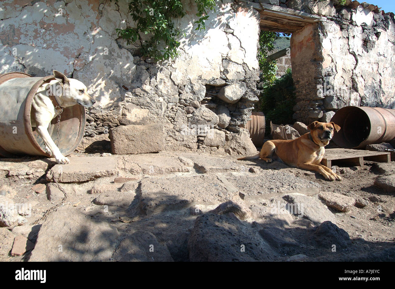 can a koyun dog guard a home