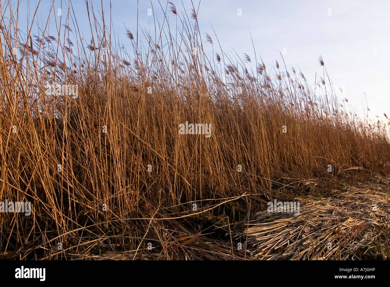 Reed stems hi-res stock photography and images - Alamy