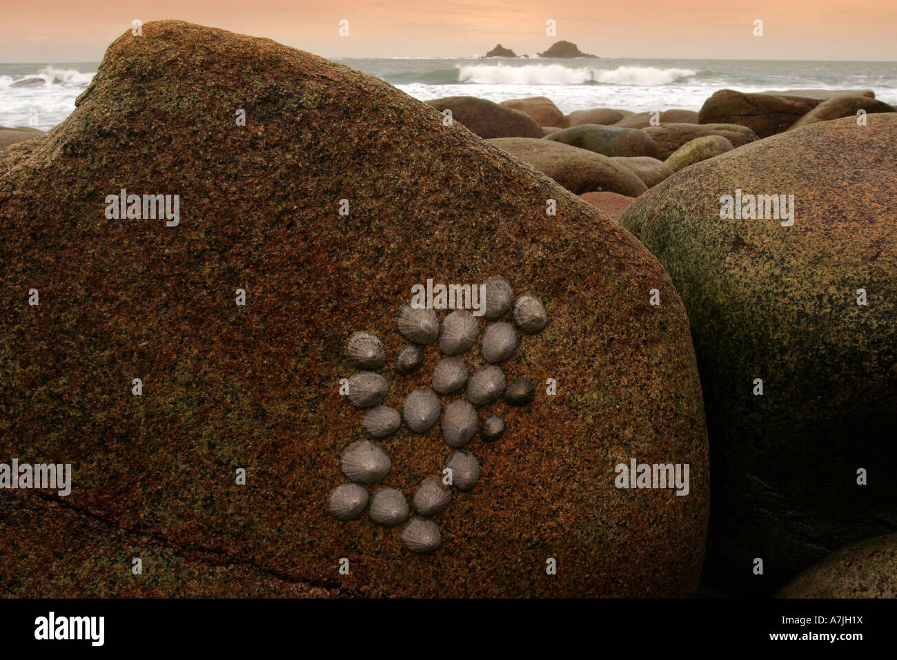 Limpets on large boulder Cott Valley Cape Cornwall UK with Brisons in background Stock Photo