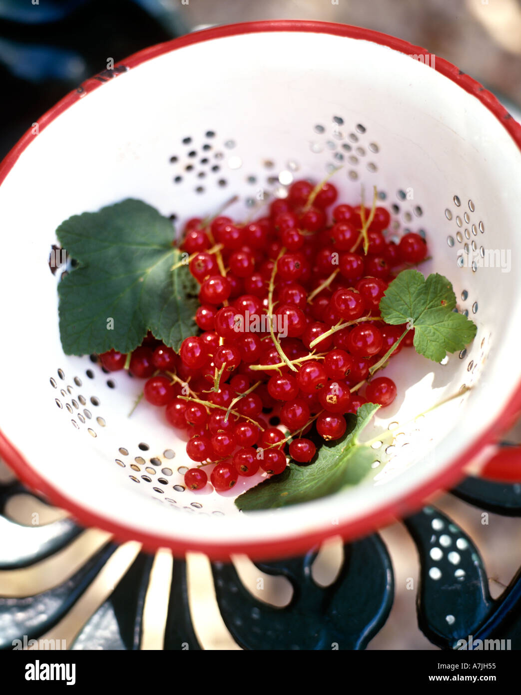 BOWL OF ORGANIC REDCURRANTS Stock Photo
