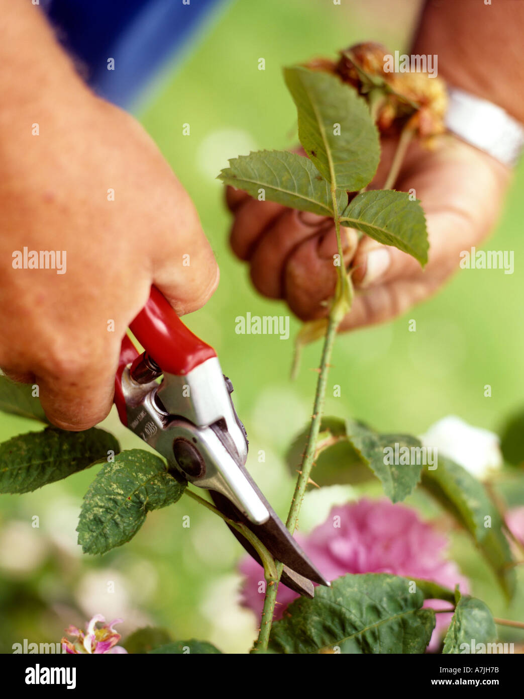 ROSES BEING PRUNED WITH SECATEURS Stock Photo