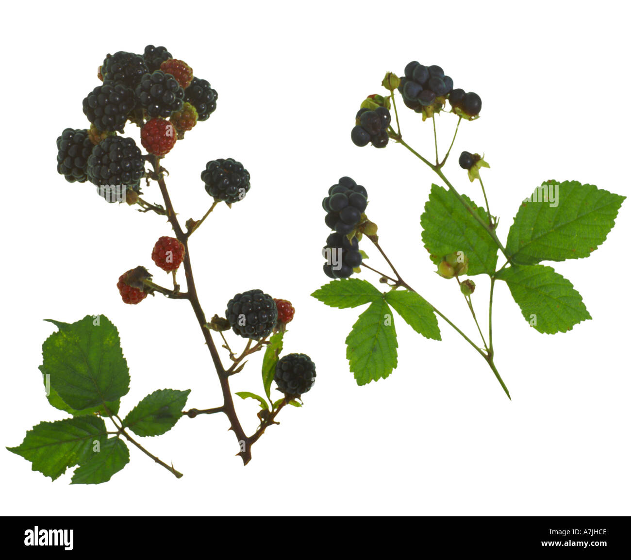 Blackberry Rubus fruticosus Dewberry Rubus caesius Berries leaf Surrey England Stock Photo