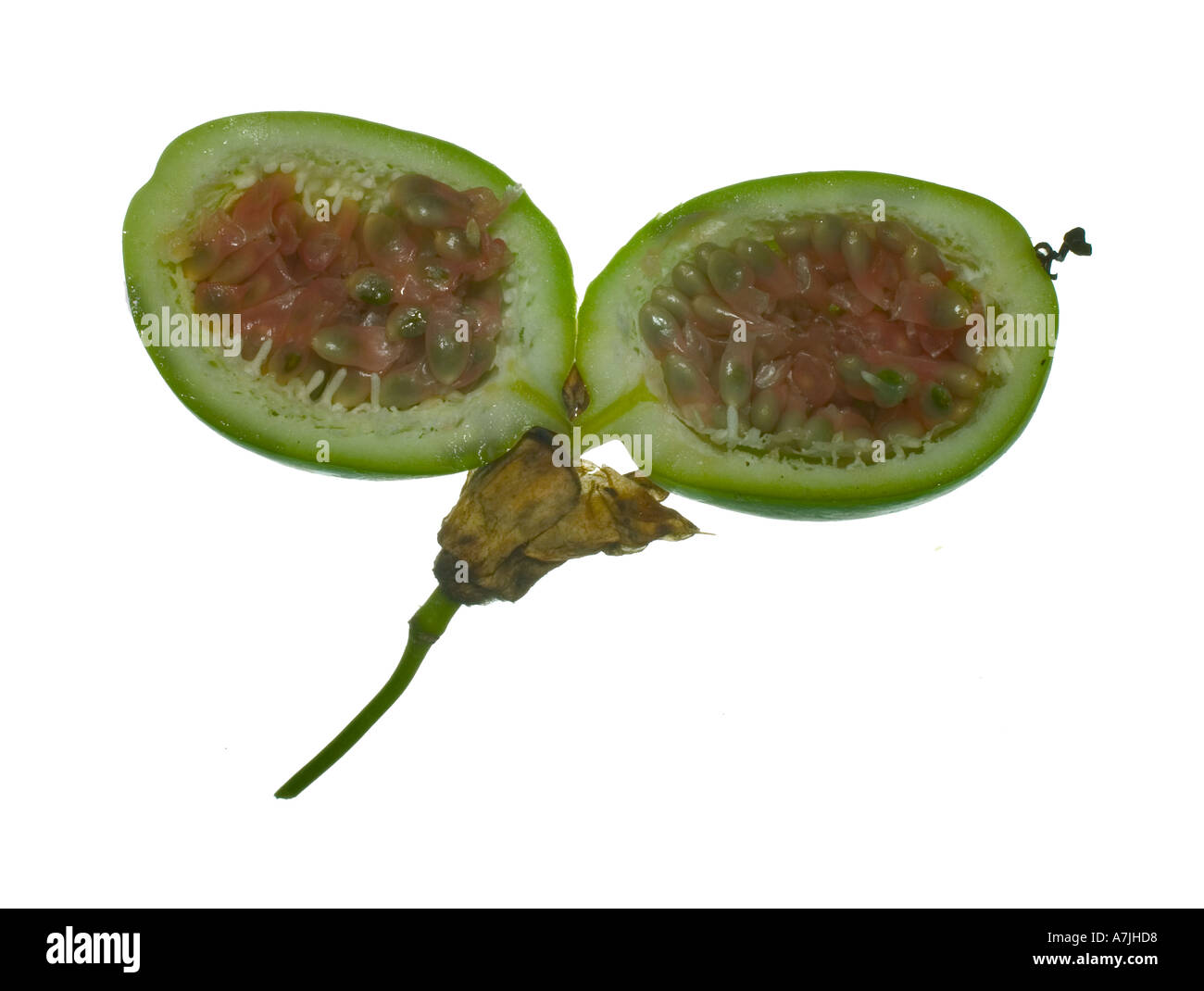Passionflower seeds inside fruit Surrey England August Stock Photo Alamy