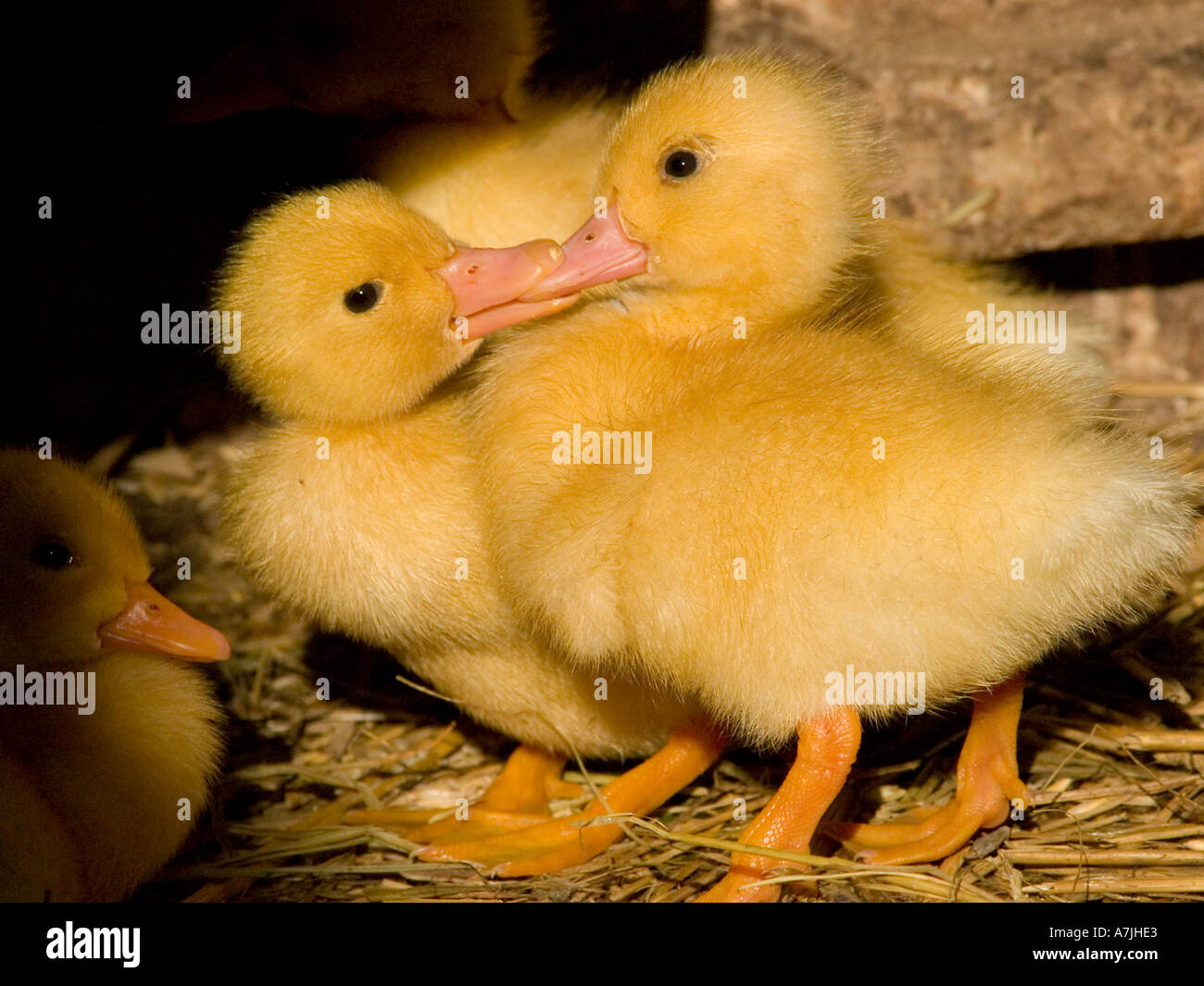 two little duckling Stock Photo