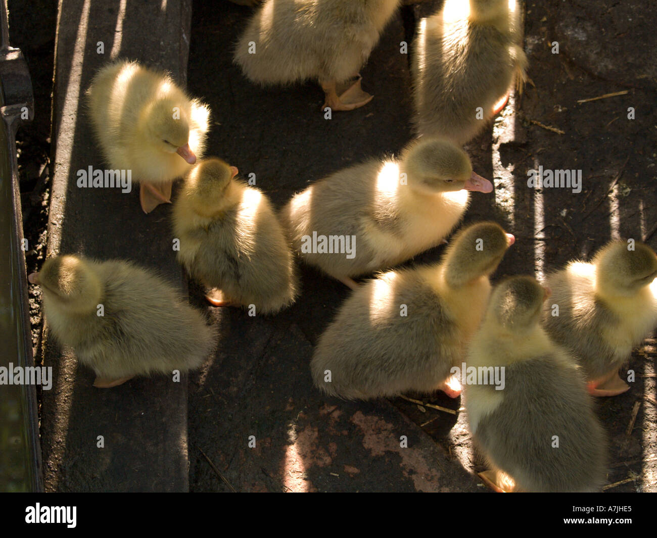 few little duckling Stock Photo
