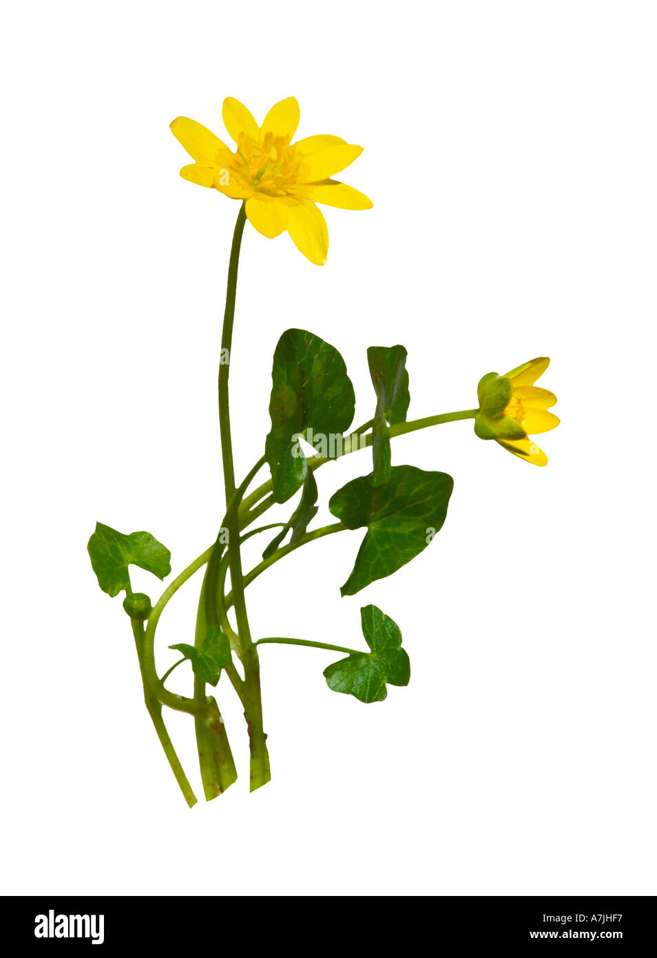 Celandine. Flowerhead leaves Surrey England April Stock Photo Alamy