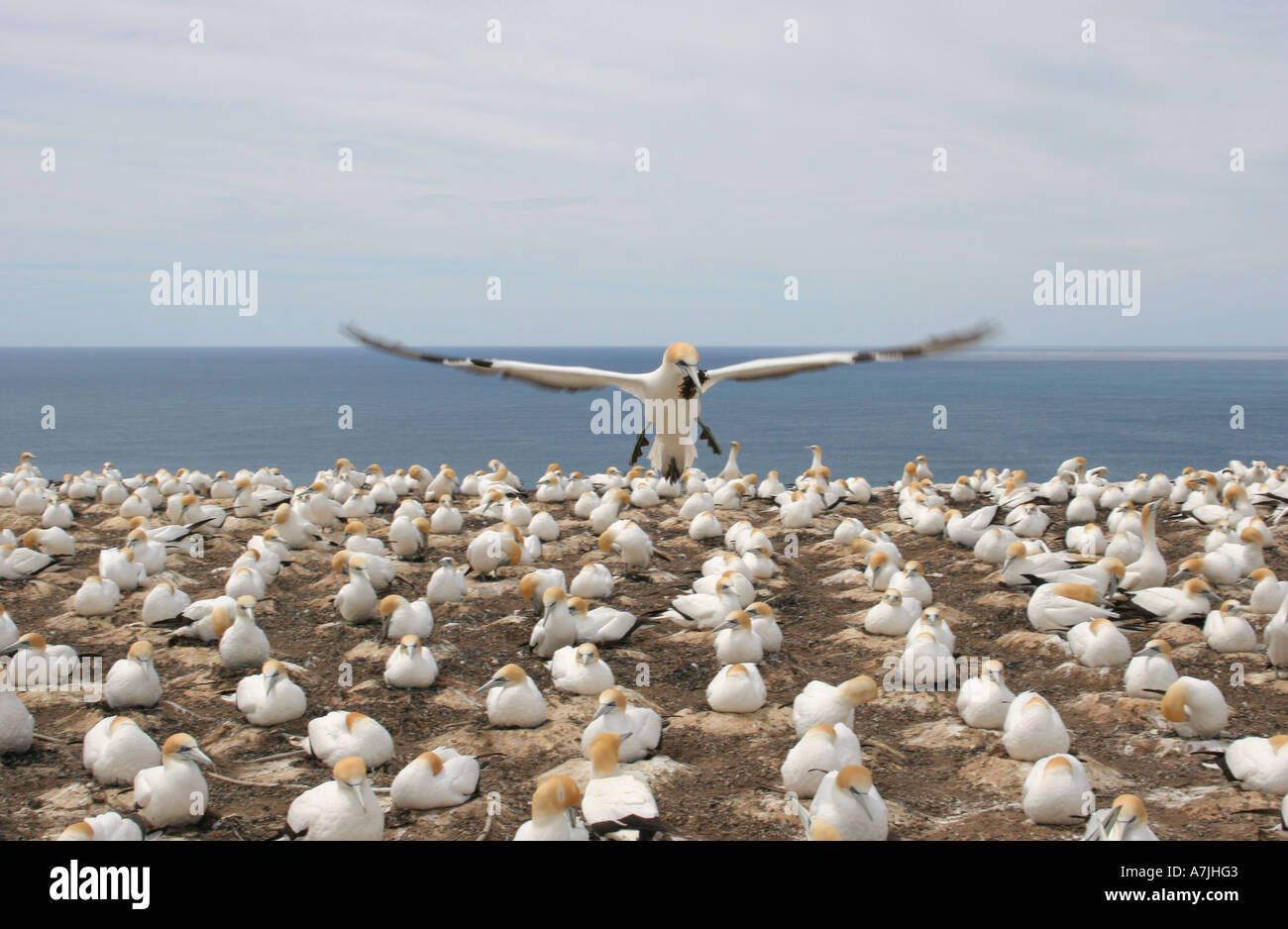 Gannets at Cape Kidnappers, New Zealand Stock Photo
