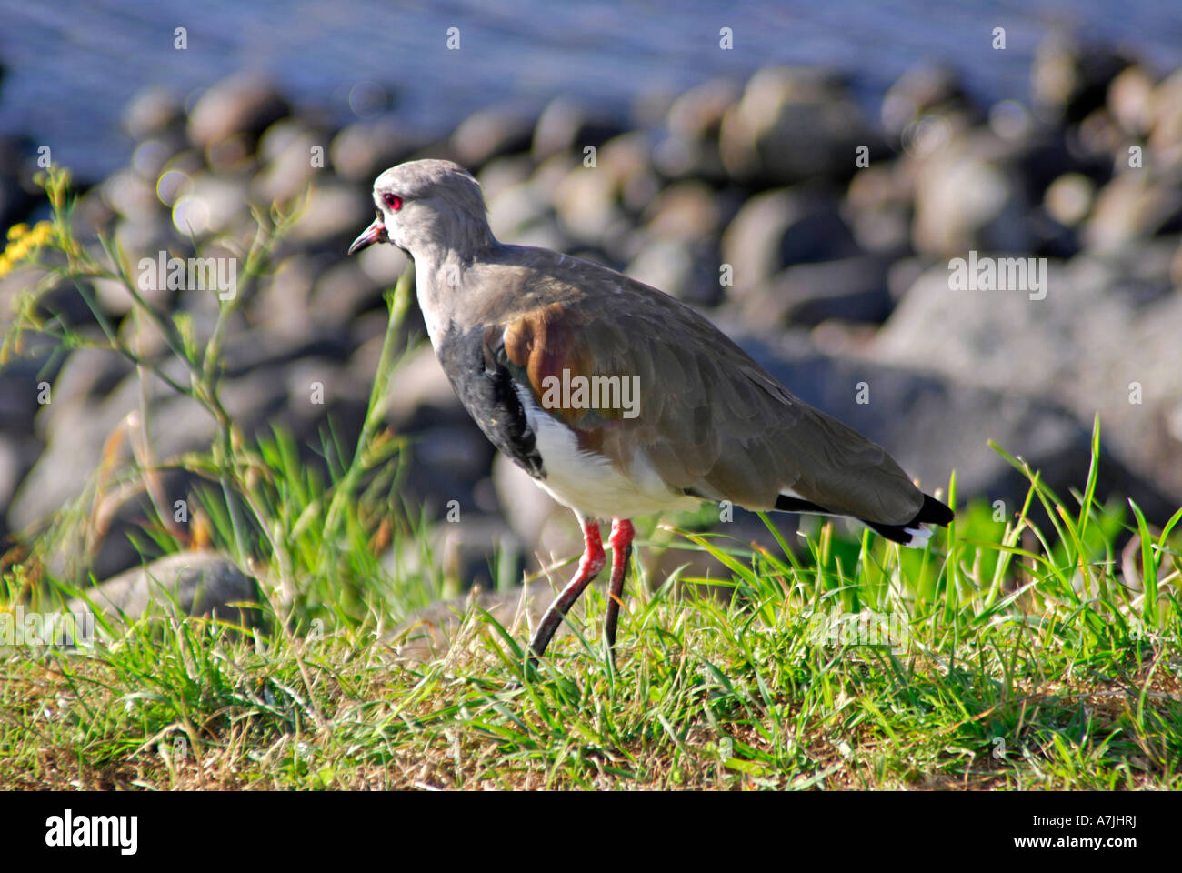 Southern Lapwing photographed near Puerto Varas in the Chillean Lake District Stock Photo